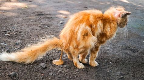 Cat Leaking Brown Fluid – Causes, Symptoms, and Treatment